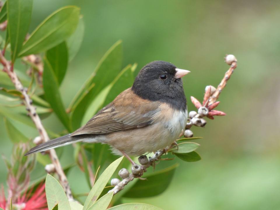 Dark-eyed Juncoe, our first and most persistent visitor.