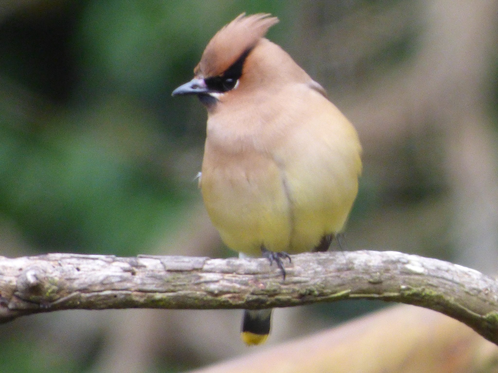 Cedar Waxwing, one of a flock of recent visitors