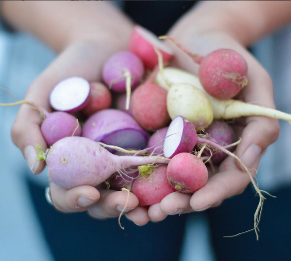 radish