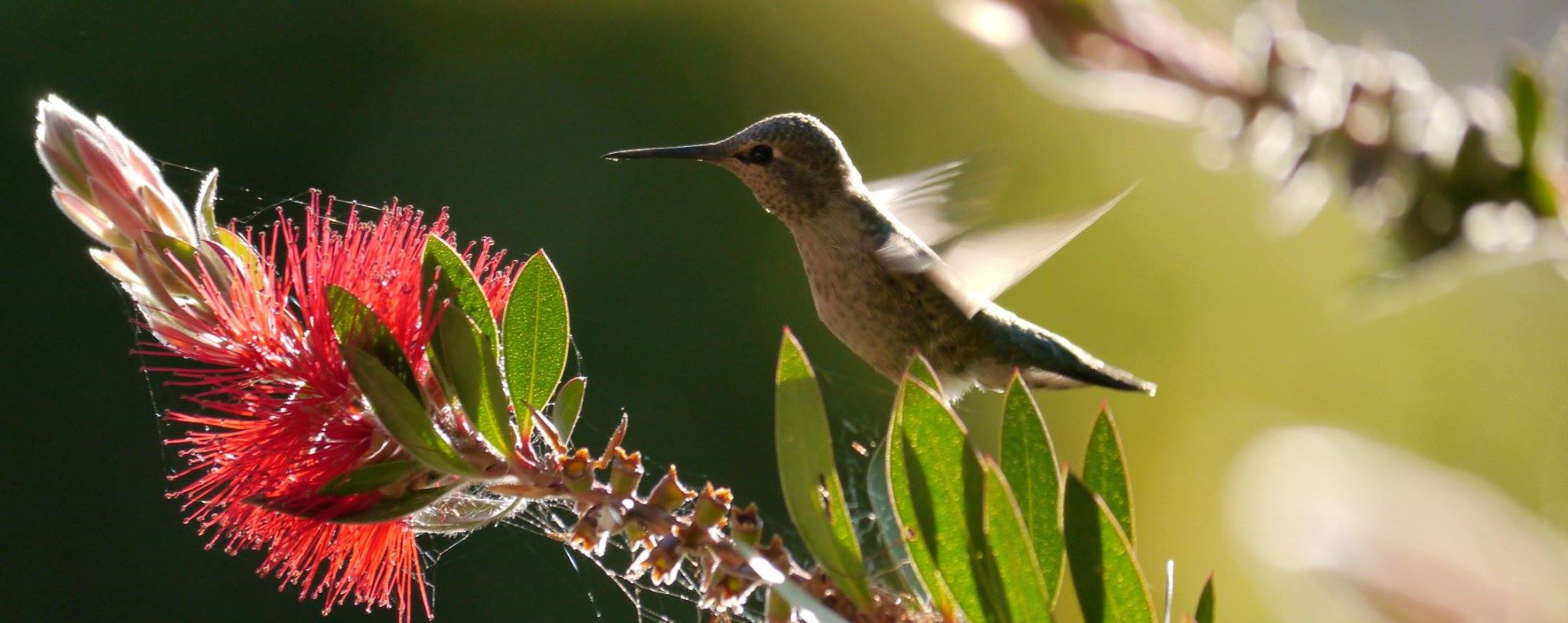 Craig Hummingbird Shot