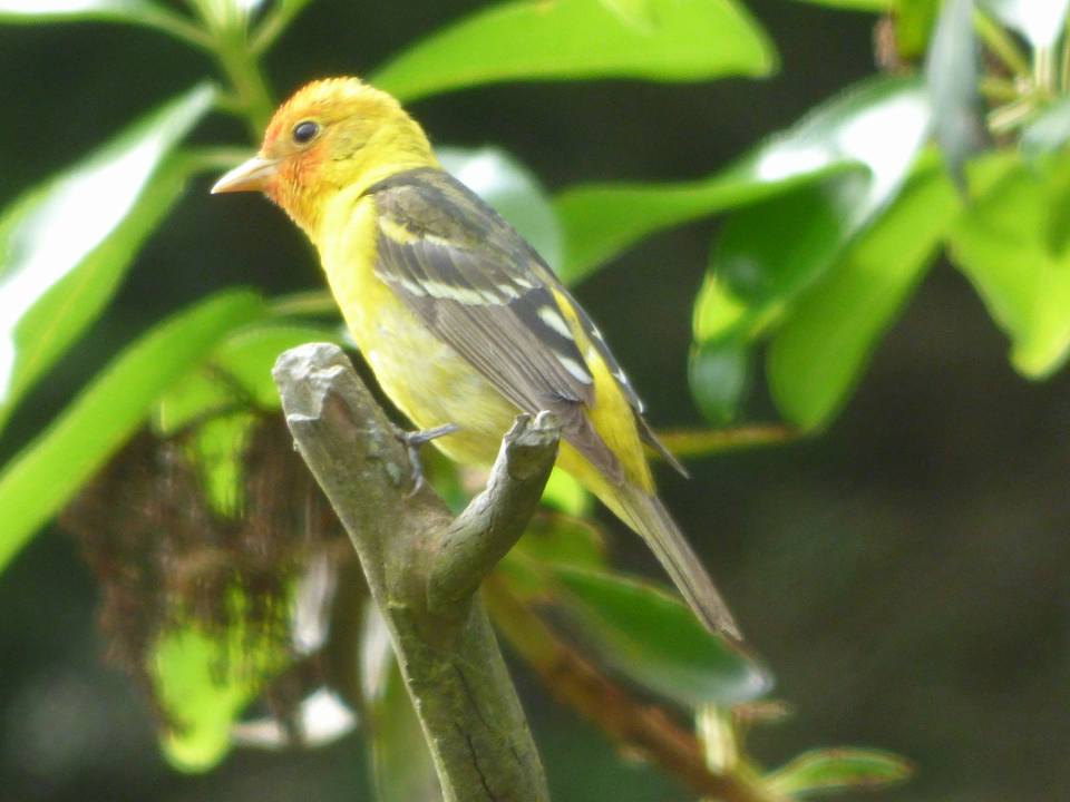 (Western Tanager)